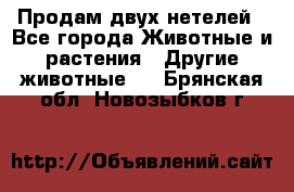 Продам двух нетелей - Все города Животные и растения » Другие животные   . Брянская обл.,Новозыбков г.